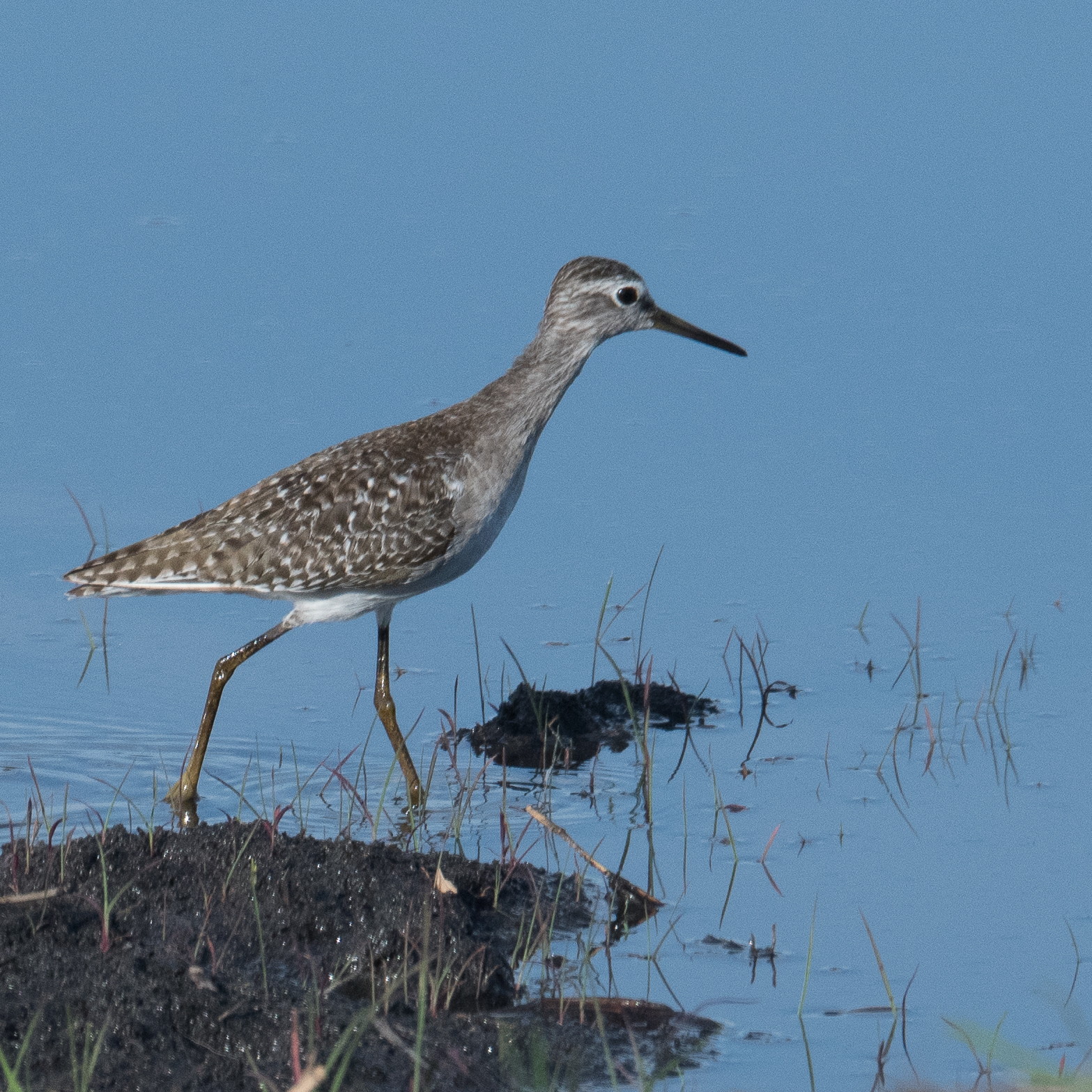 Chevalier sylvain (Wood sandpiper, Tringa glareola), adulte internuptial, Kwando reserve, Delta de l'Okavango, Botswana.